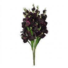 KYTICA GLADIOLA x5 BORDOVÁ 75CM - FLORASYSTEM