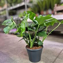 MONSTERA Taury 29/95cm - FLORASYSTEM