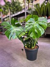 Izbová rastlina MONSTERA Taury v črepníku.