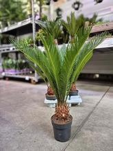 CYCAS REVOLUTA XXL 14/55cm v kvetináči