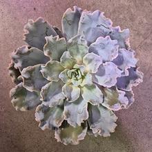 Rastlina Echeveria v kvetináči
