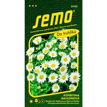 Semená margarétky balkónovej Snehurky v balení 0,3g.