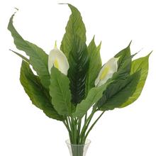 AKCIA! 25FLK0809 SPATHIPHYLLUM KYTICA 60CM - FLORASYSTEM
