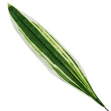 AKCIA! 25FLK1025 LIST DRACENA 60CM - FLORASYSTEM