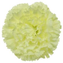 HLAVA KARAFIÁT WH1126 7CM - FLORASYSTEM