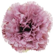 HLAVA KARAFIÁT PU5777 7CM - FLORASYSTEM