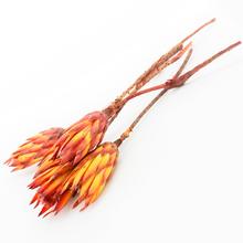 Sušené kvety protea v červenej farbe, 5 kusov, dĺžka 40 cm.