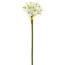 11612-0  KS  ORNITHOGALUM 80CM - FLORASYSTEM