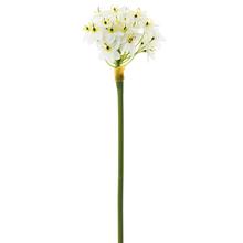 AKCIA! 11612-0  KS  ORNITHOGALUM 80CM - FLORASYSTEM