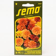 Semená Aksamietnica rozložitá STRAWBERRY BLONDE od SEMO.