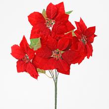 POINSETIA KYTICA - FLORASYSTEM
