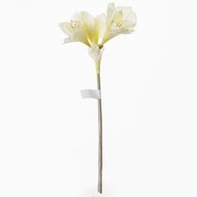 KS AMARYLIS 49CM KREM. - FLORASYSTEM