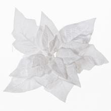 Biela zasnežená poinsettia na klipe.