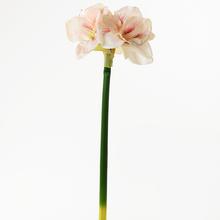 KS AMARYLLIS 70CM - FLORASYSTEM