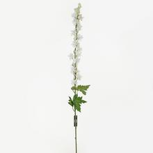 AKCIA! KS DELPHINIUM 100CM - FLORASYSTEM