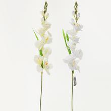 KS GLADIOLA 80CM MIX CRE/BIELA - FLORASYSTEM