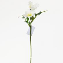 KS HELEBORUS 29CM X2 KRÉMOVÝ - FLORASYSTEM