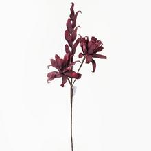 KS KVET PENA - BORDO 80cm - FLORASYSTEM
