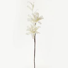 KS KVET PENA - BIELA 85CM - FLORASYSTEM