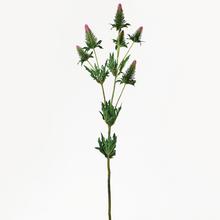 KS ERYNGIUM ZELENO-RUŽ. 90CM SUPER CENA! - FLORASYSTEM