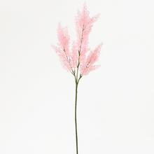 KS ASTILBE RUŽOVÉ 65CM - FLORASYSTEM