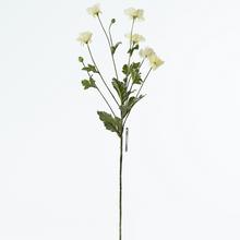 COSMOS 71CM KREM.KS - FLORASYSTEM