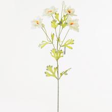 AKCIA! KS COSMOS 70cm - FLORASYSTEM