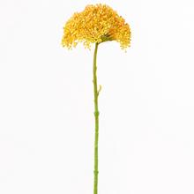 KS CESNAK ORANGE 33CM - FLORASYSTEM