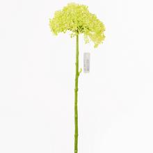 KS CESNAK ZELENÝ 33CM - FLORASYSTEM