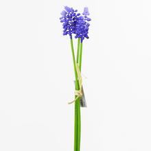 AKCIA! KS ZVÄZOK MUSCARI MODRÉ 32CM - FLORASYSTEM