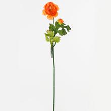 AKCIA!!!RANUNCULUS KS MIX ŽLTÁ/ORANŽ. - FLORASYSTEM