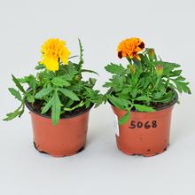 Rastliny Tagetes 9 mix v kvetináčoch.