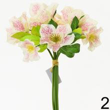 KYTICA HELEBORUS 30CM CHAMP. - FLORASYSTEM