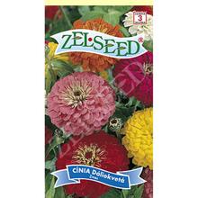 Semená cínie dahlia v zmesi od ZELSEED.