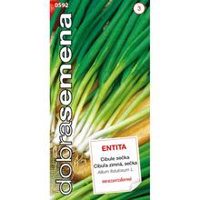 CIBUĽA ZIMNÁ SADIAČKA ENTITA 1,8g - FLORASYSTEM