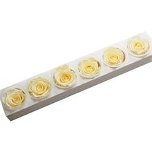 Ruža preparovaná v bielej farbe, 6,5 cm.