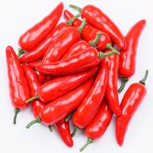 CHILLI S/20 6cm - FLORASYSTEM