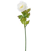 AKCIA! RANUNCULUS BIELY KS 50cm - FLORASYSTEM
