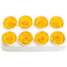 Ruža preparovaná SUNNY YELLOW v balení po 8 kusoch.