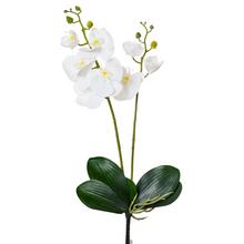 KS ORCHIDEA 2 VÝHONKY 55CM BIELA - FLORASYSTEM