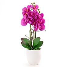 ORCHIDEA V KVETINÁČI 2VÝH. CYCL.52CM - FLORASYSTEM