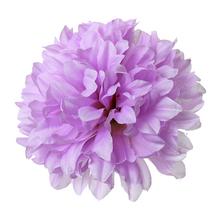 HLAVA CHRYZA. SV.FIALOVÁ V:8CM PRIEM:13CM BAL:12KS - FLORASYSTEM