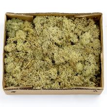 MACH V KRABICI BIELY 500G - FLORASYSTEM
