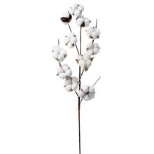 KONÁR BAVLNA 71CM - FLORASYSTEM
