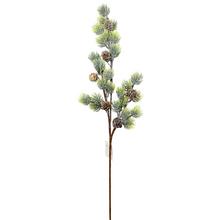 KONÁR ČEČINA ŠIŠKA 66CM - FLORASYSTEM