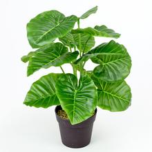 AKCIA!! ZELEŇ ALOCASIA V40X35CM - FLORASYSTEM