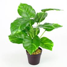AKCIA!! ZELEŇ PHILODENDRON V40X35CM - FLORASYSTEM