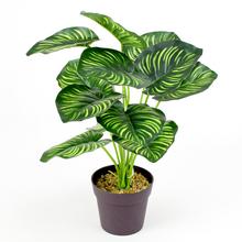 AKCIA!! ZELEŇ CALATHEA V40X35CM - FLORASYSTEM