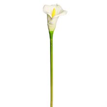 KS CALLA BIELA 65cm - FLORASYSTEM