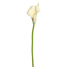 KS CALLA BIELA 35cm - FLORASYSTEM